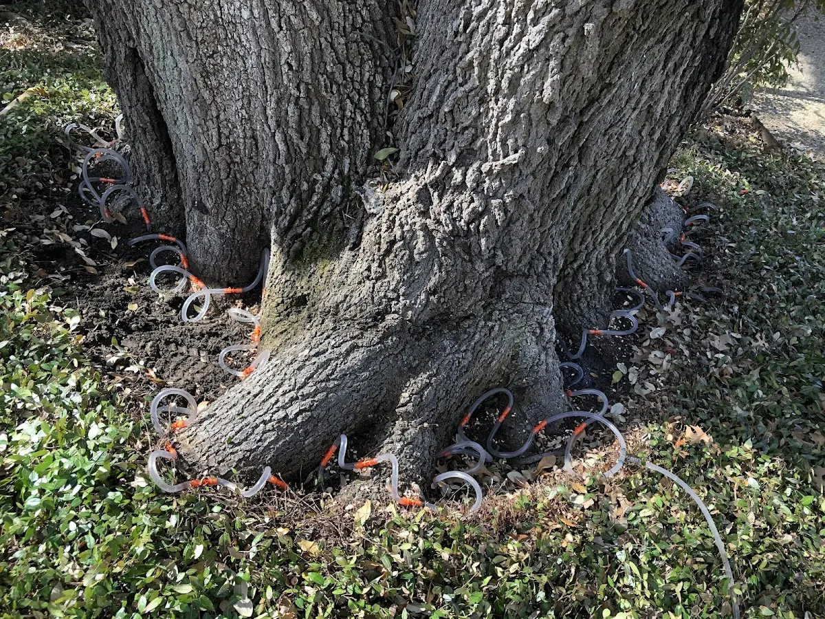 Detailed Shrub and Hedge Trimming job site in Banner
