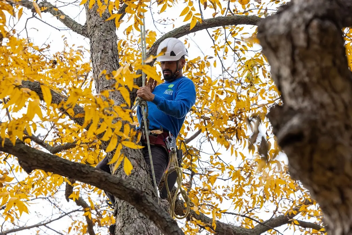 Skilled Tree Trimming crew working in Banner