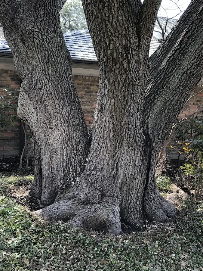 Mature heritage tree close to a Banner property cared for by certified arborists